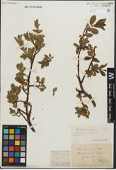 Foto von Salix kitaibeliana Willd. x Salix phylicifolia L.